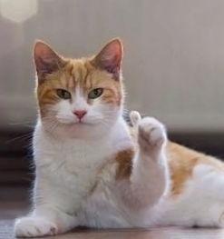 娱乐吃瓜君猫生气歌,萌宠音乐新潮流