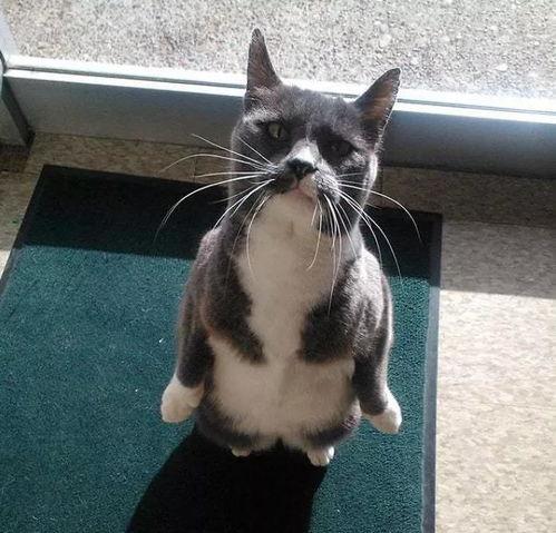 娱乐圈吃瓜猫咪是谁,揭秘网络红人的幕后故事